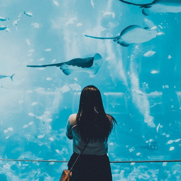 Sea World Abu Dhabi Tour